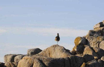 The Watcher 2