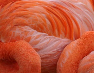 The Color of Flamingos
