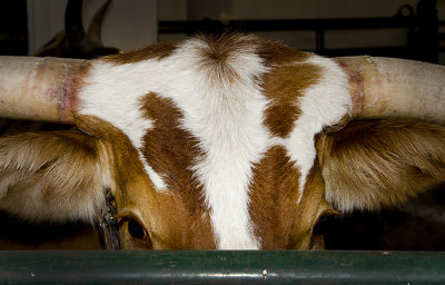Peeking Cow