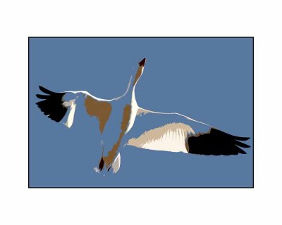 Snow Goose