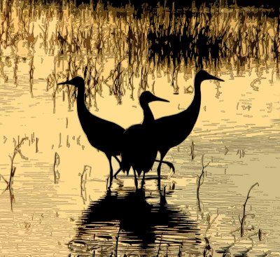Family of Sandhill Cranes