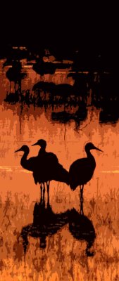 Sandhill Crane Famly at Sunset