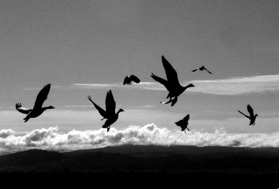 Rise of the Geese