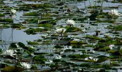My Favorite Pond