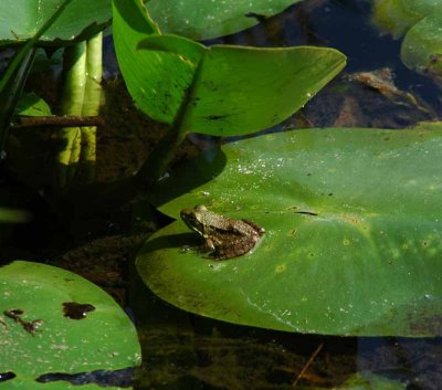My Favorite Pond