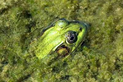 My Favorite Pond