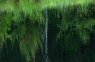My Favorite Pond