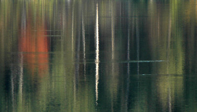 Lone Birch Reflection
