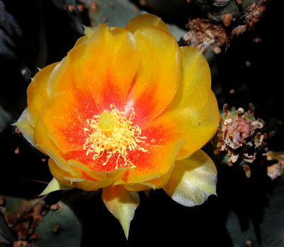 Desert Cactus Flower - The Lovliest