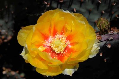 Succulents, Cactus & Other Spiny Plants