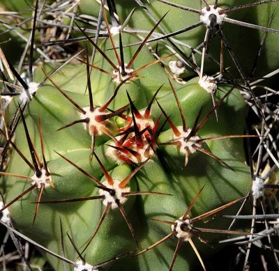 Succulents, Cactus & Other Spiny Plants