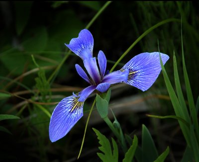Wild Iris