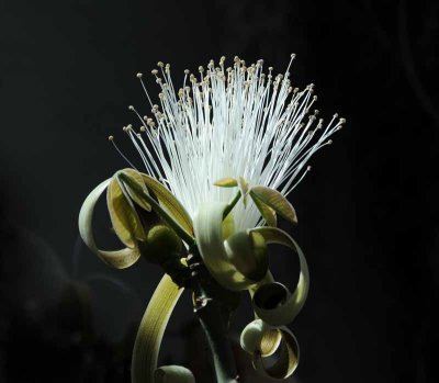 Geyser Flower