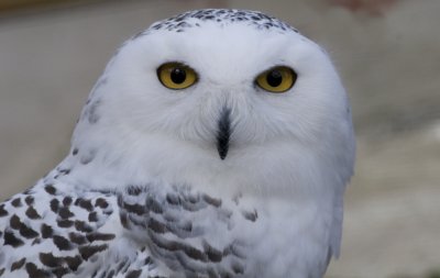 Snowy Owl  Closeup