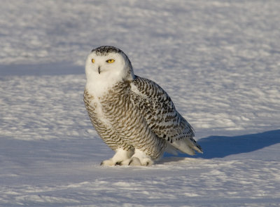 snowy_owls