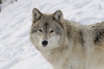 arctic_wolf