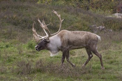 Woodland Caribou