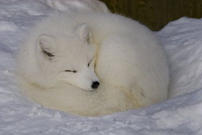 Arctic Fox  Winter