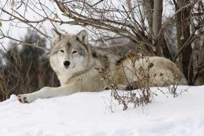 arctic_wolf