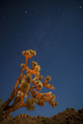 Starry August Night