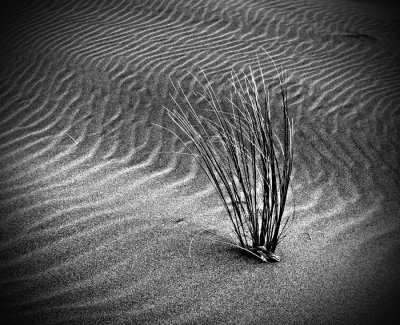 Dune Grasses BW