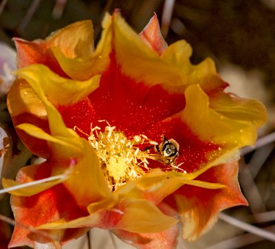 Bee Buzzing a Mojave mound cactus