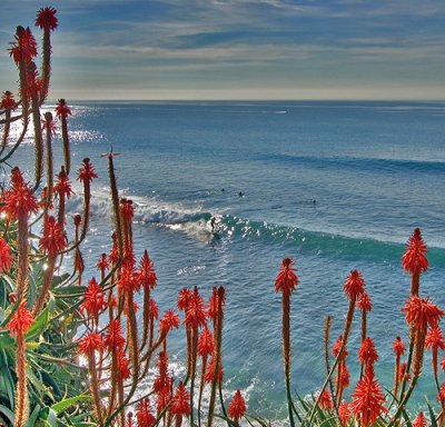 Red Aloe & Christmas Surf