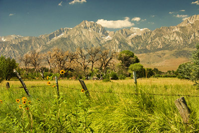 Lone PineFarmland 