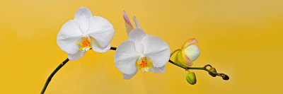 White Orchid Panel