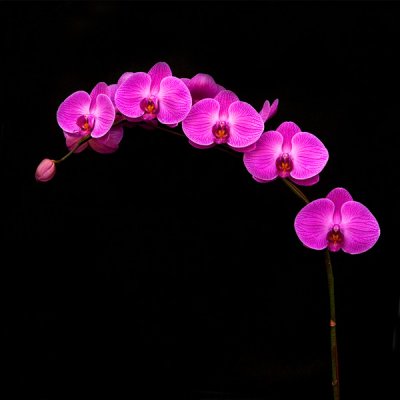 Orchids1810A004-600.jpg