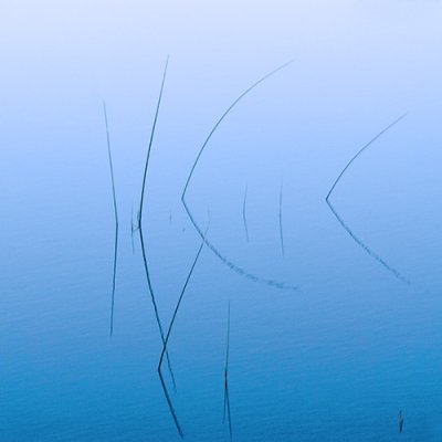 BlueReedsA600.jpg