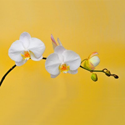 White Orchids 72