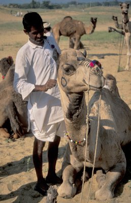Owner Decorating his Camel