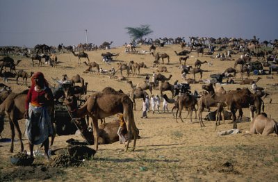 Gathering Camel Dung