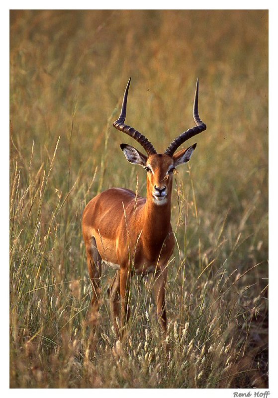 Impala