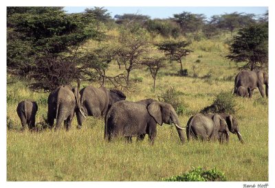 Elephant Familie