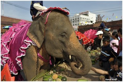 Surin Thailand Elephant  Festival