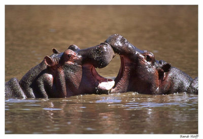 Jeux d'Hippos