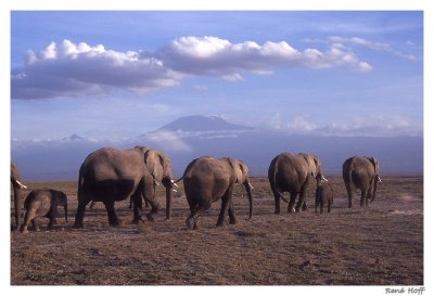 Elephant Amboselli et Kili