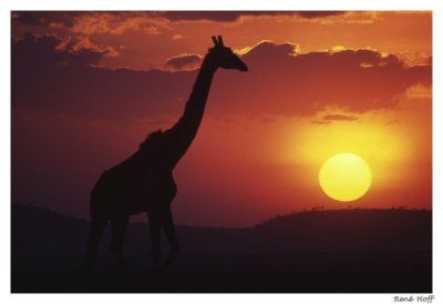 Girafe contre jour soleil