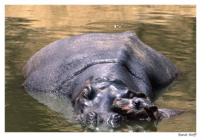 Hippos bb