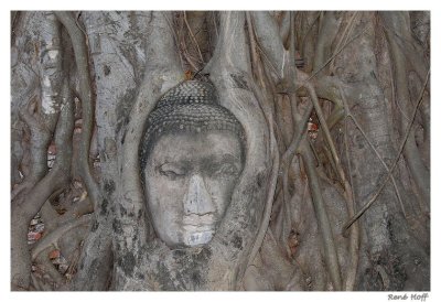 Bouddha racine Ayuthaya