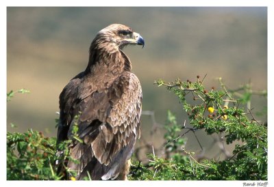 aigle  ravisseur