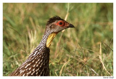 Francolin
