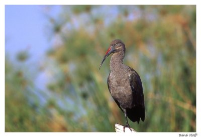 Ibis hagedasch