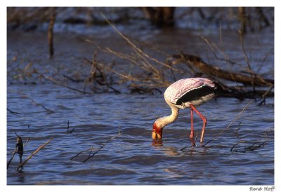Ibis tentale