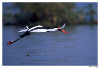Jabiru en vol