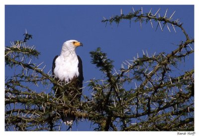 Aigle pcheur