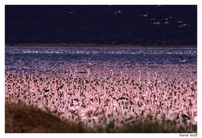 Flamants roses  Bogoria