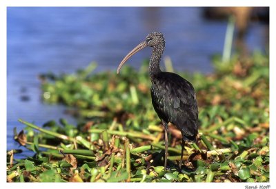 Ibis falcinelle